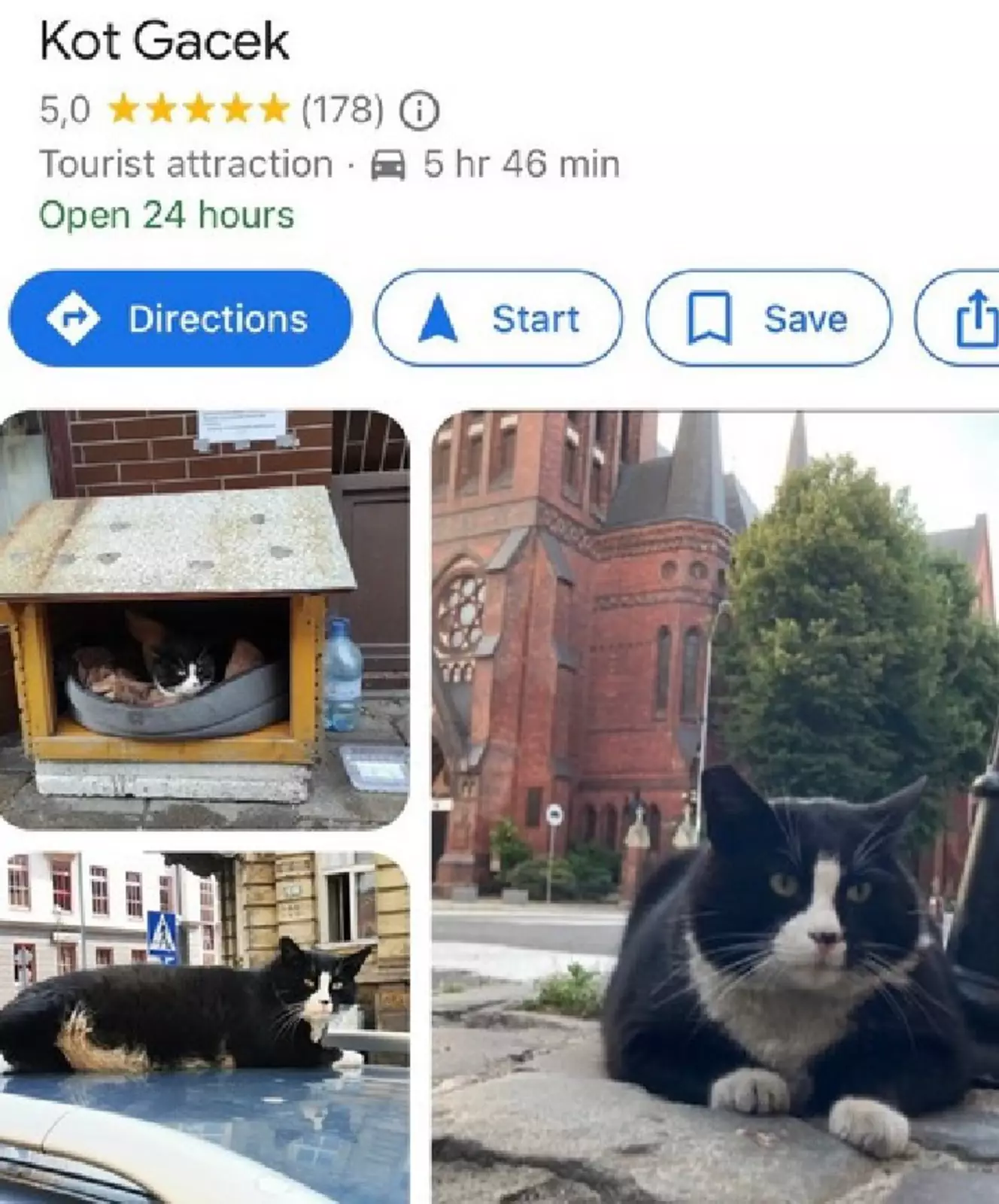 Отзыв на кота Гацека. Отзыв на кота Гацека.