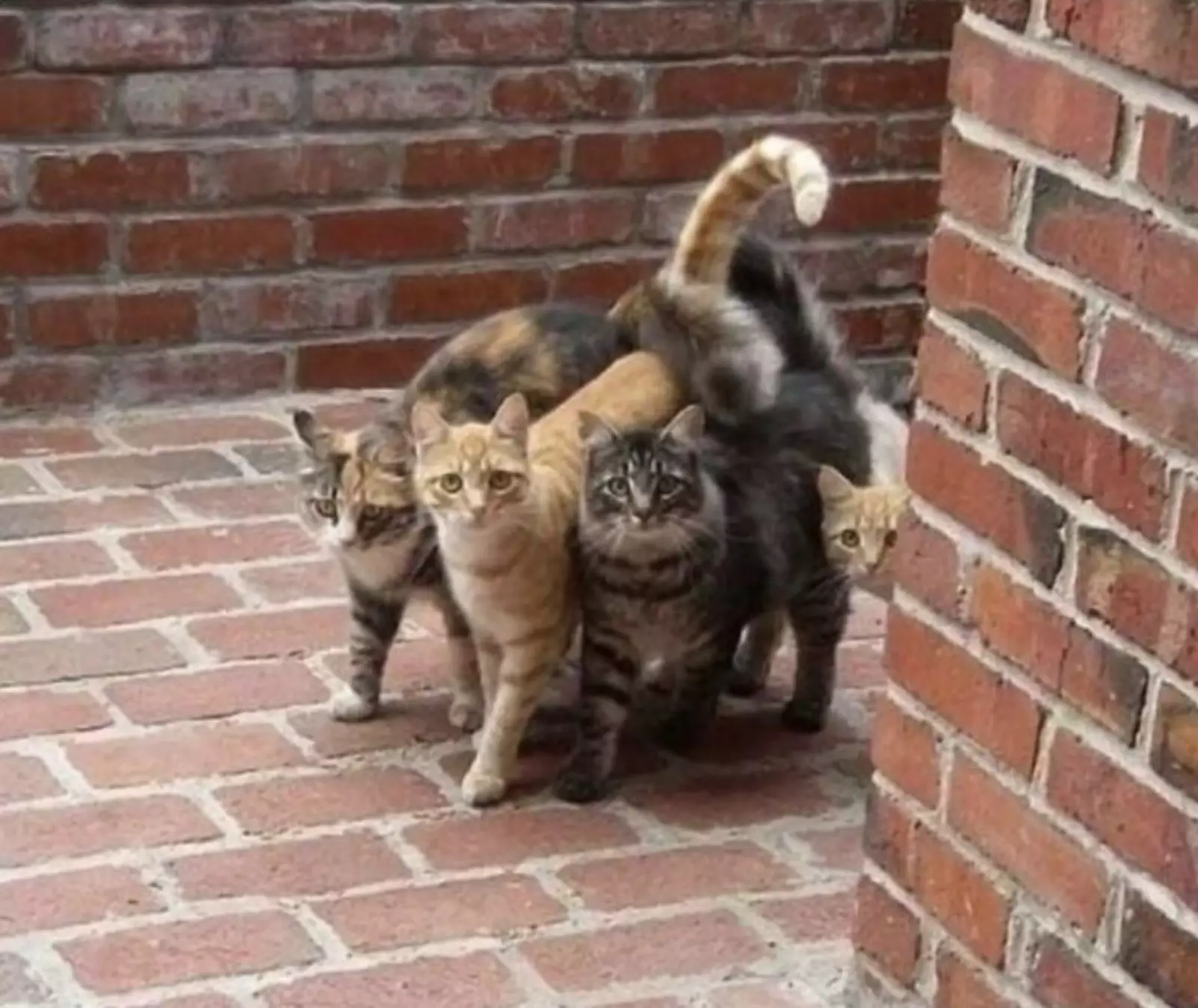 Кошачья банда.