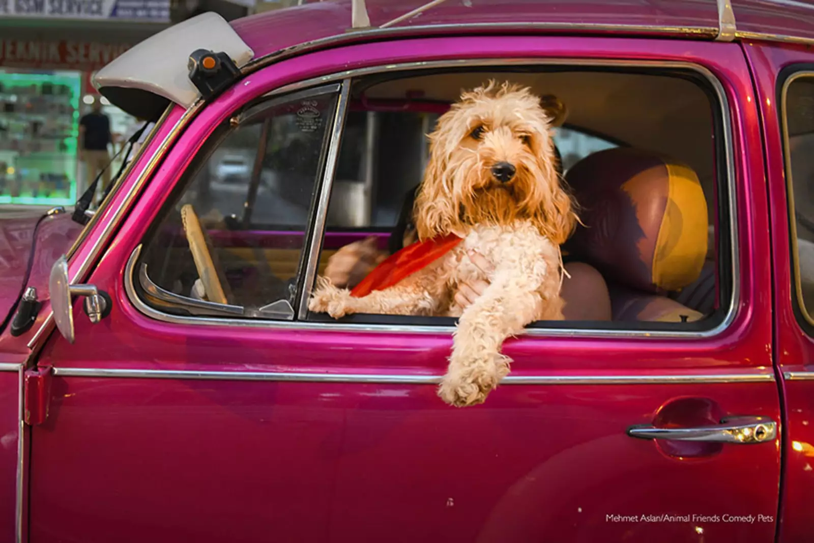 Любимое команды Comedy Pet: «Собака-шофер» Мехмета Аслана