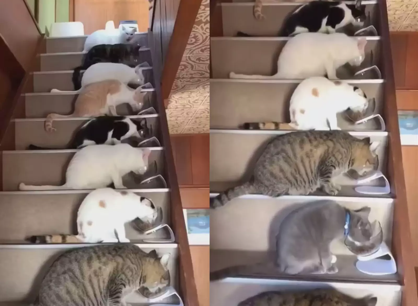 Кошачья многоэтажка.