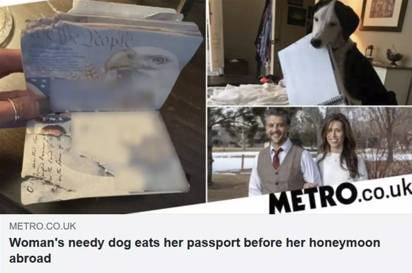 За несколько дней до отъезда Аманды хитрый и вредный собакен сжевал ее паспорт.