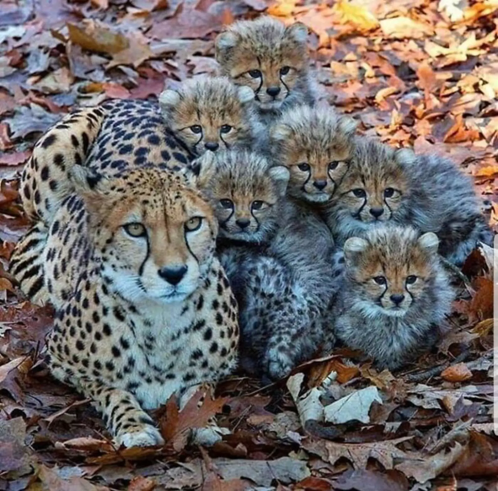 Мама-гепард и ее пушистые малыши.