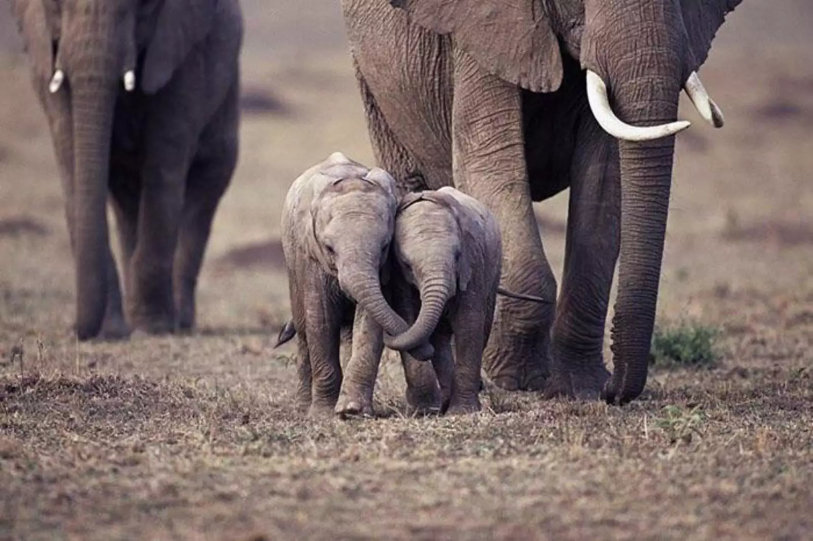 Милейшие слонята.