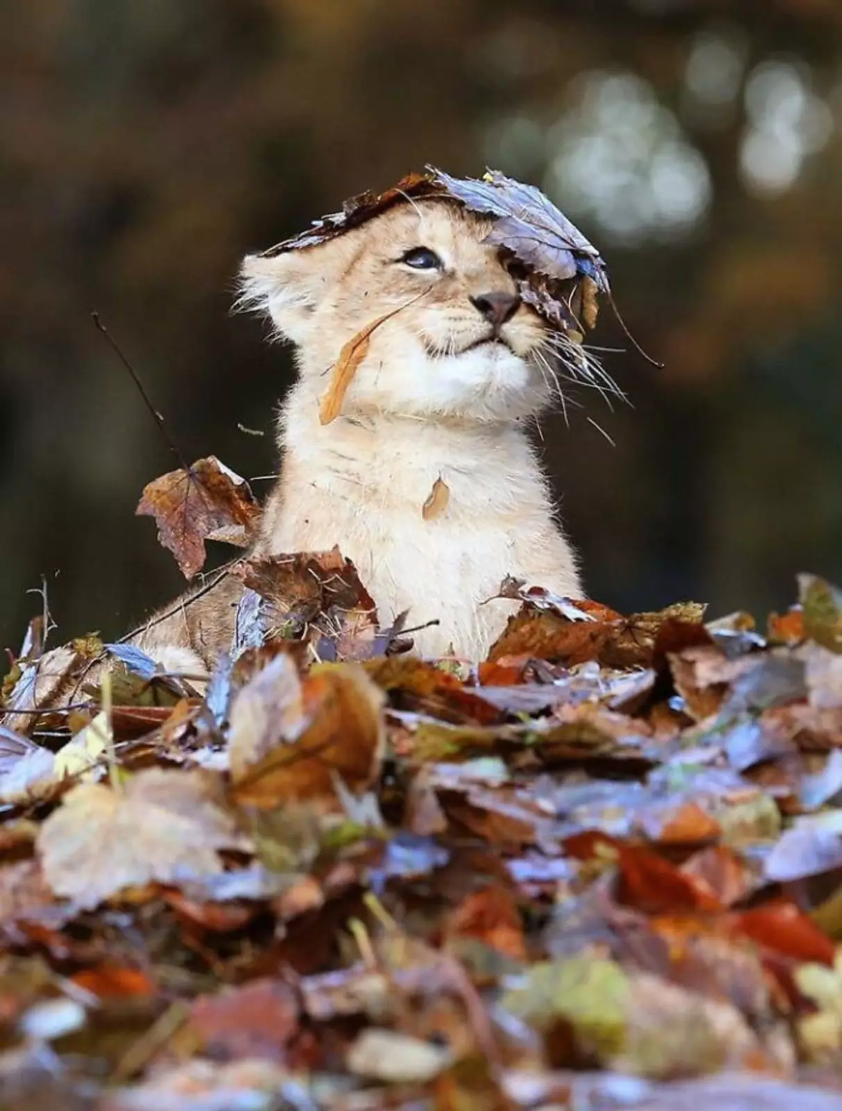 Львенок играет в листьях.