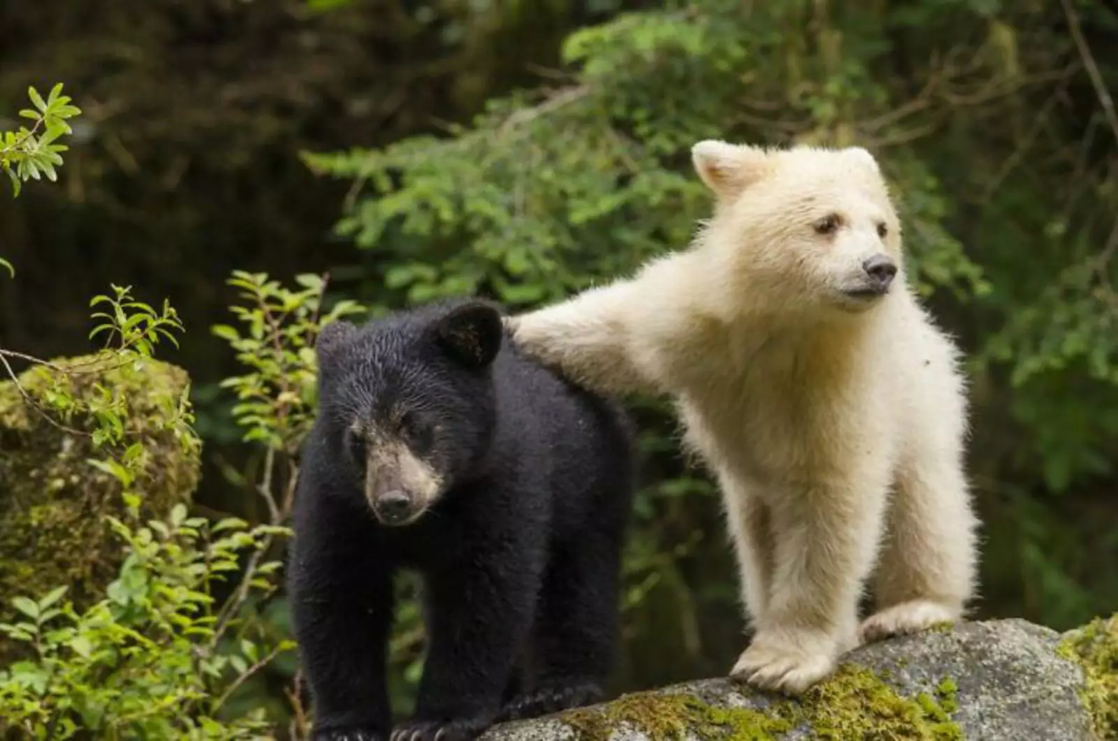Медвежонок обнимает своего брата (