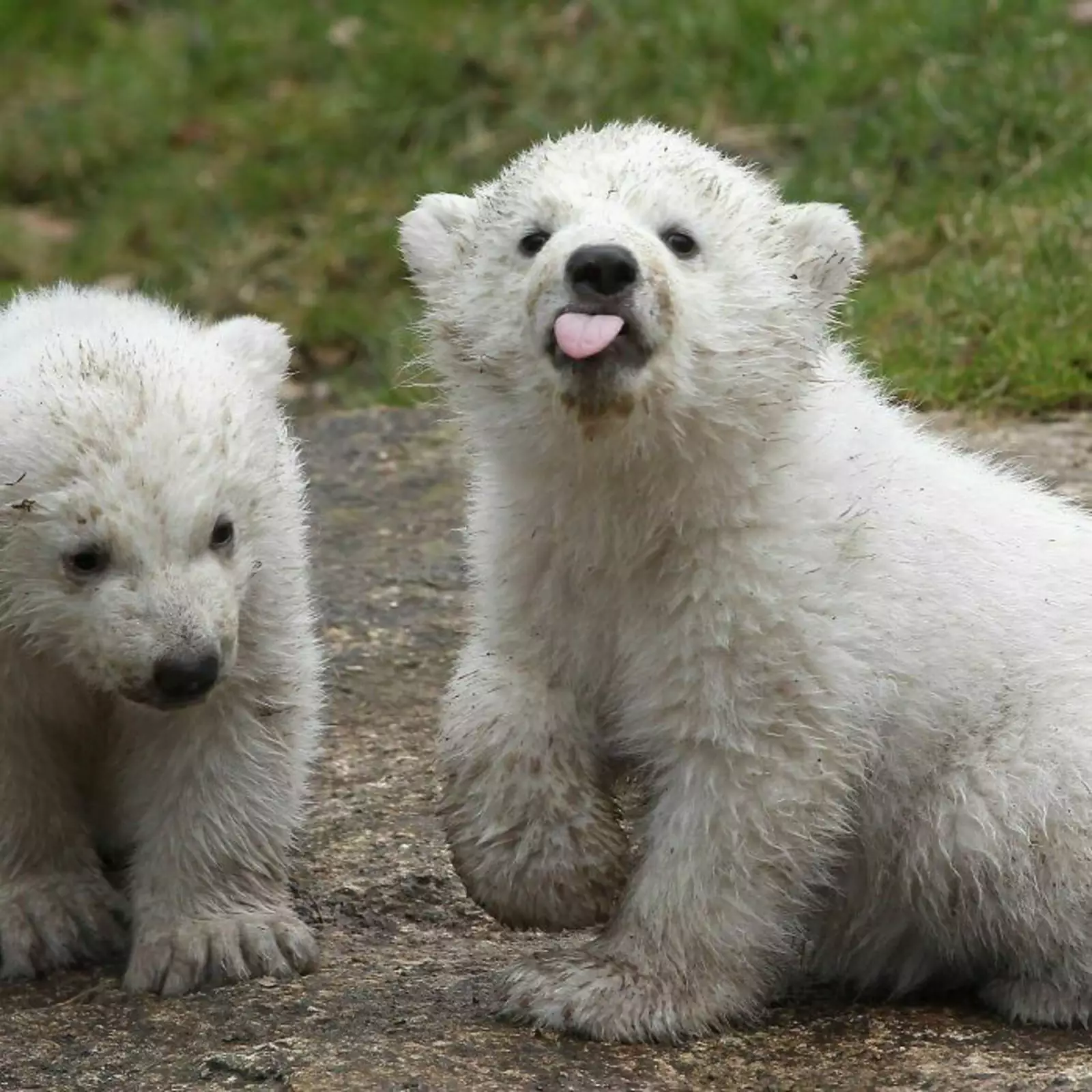 Детеныши белого медведя.