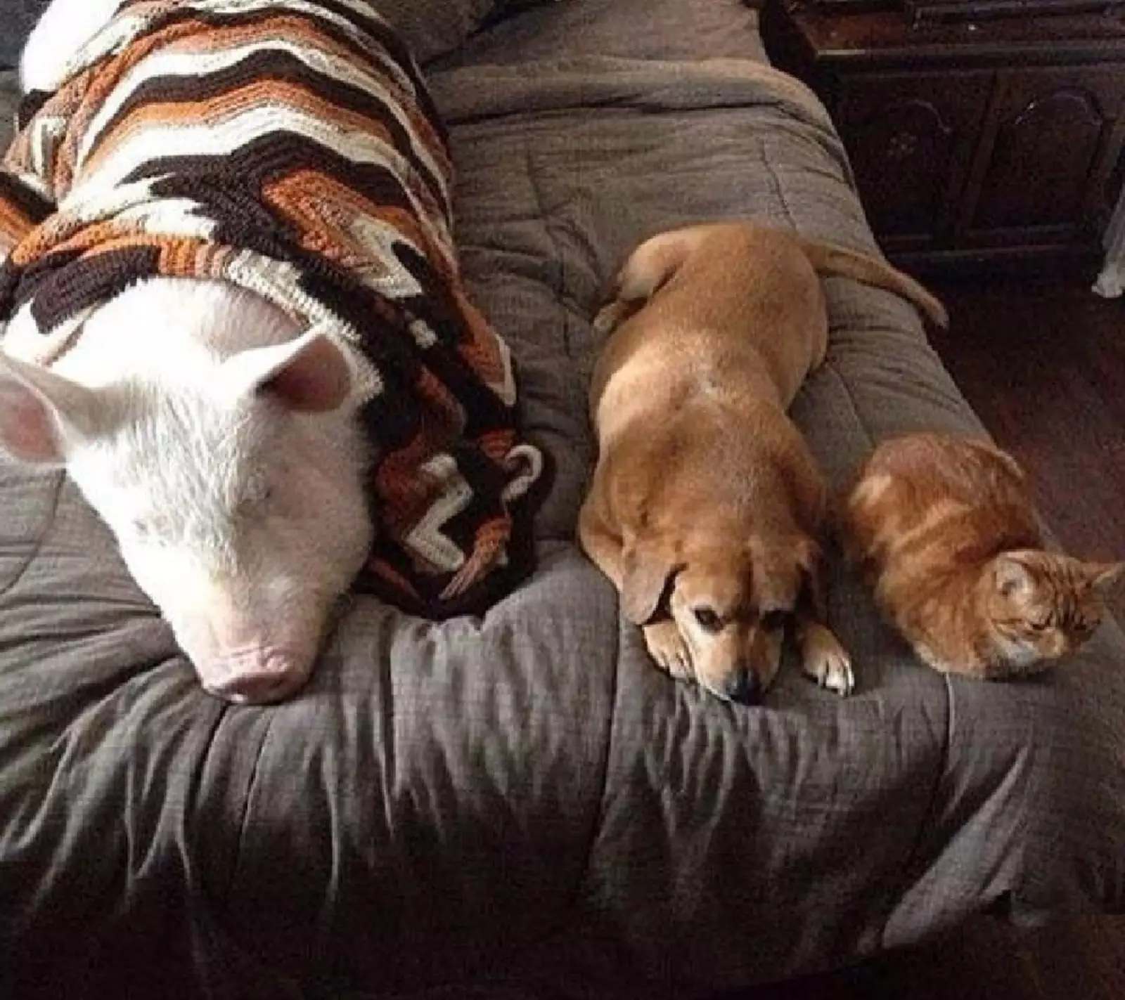 Свинка отлично ладит не только с владельцами, но и с другими их питомцами: собаками и кошками.