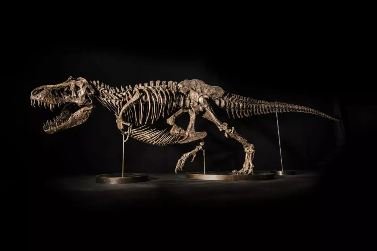 Скелет Тиранозавра