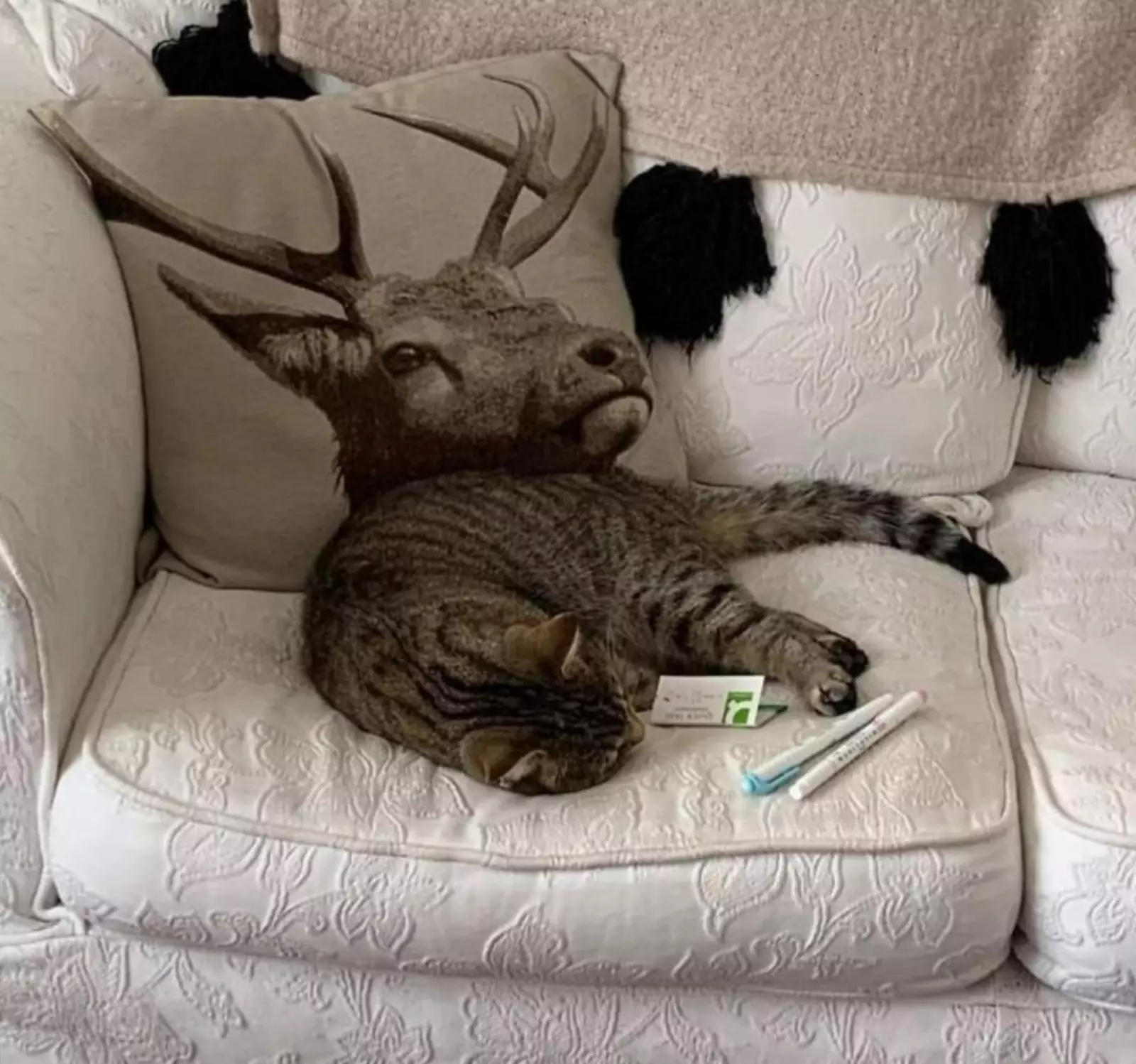 “Мой кот чуть не довел меня до приступа». “Мой кот чуть не довел меня до приступа».