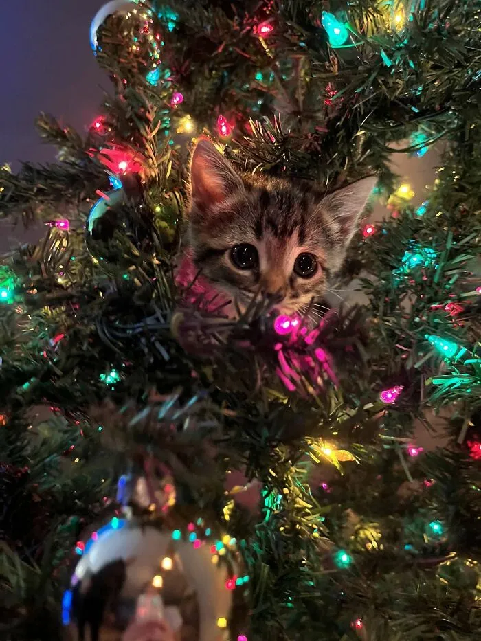 Очаровательная ёлочная игрушка.