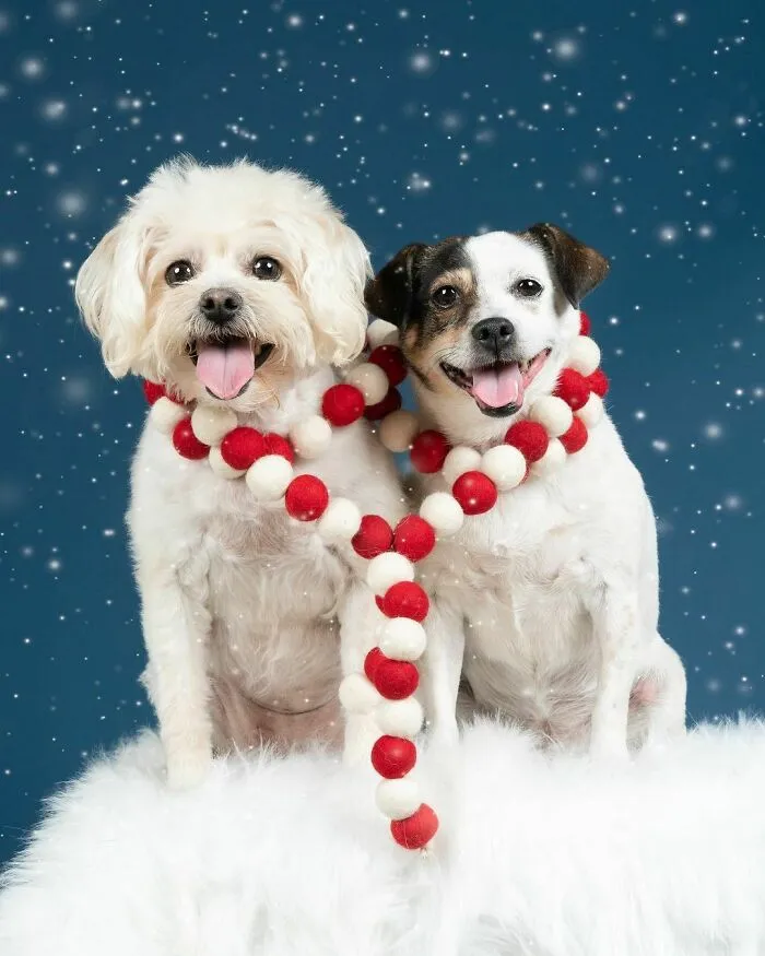 Две милашки.