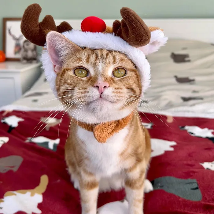 Милейший рождественский олень.