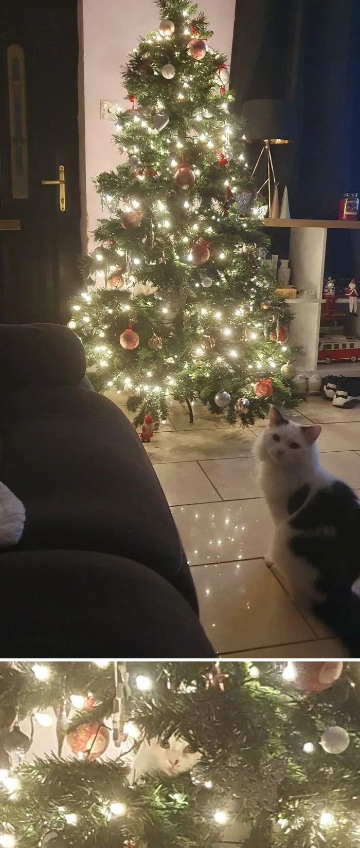 Присмотритесь, на первом фото 2 кота.