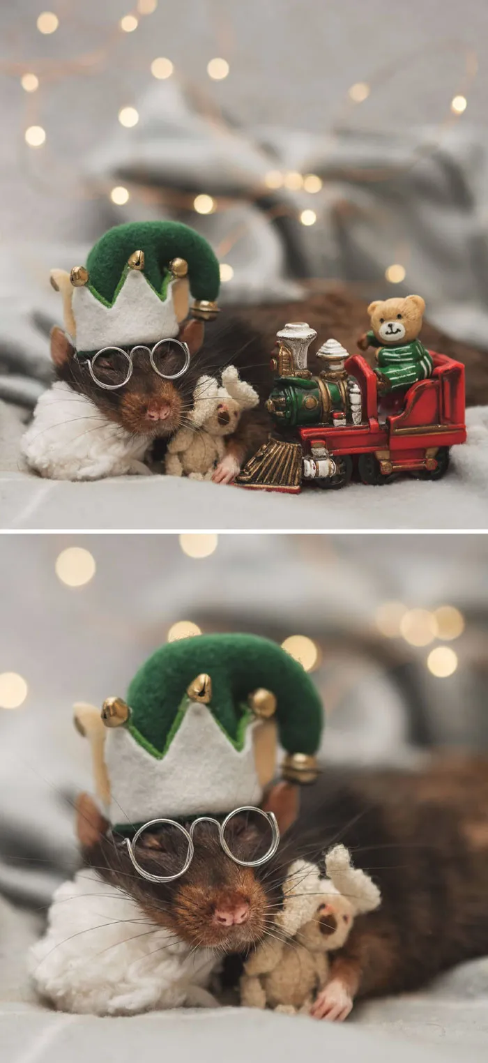 Ничего особенного, просто спящая крыска в костюме рождественского гномика.