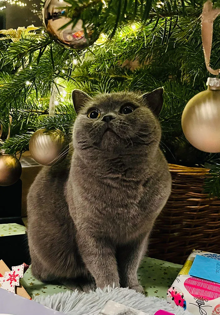 Заворожённая.