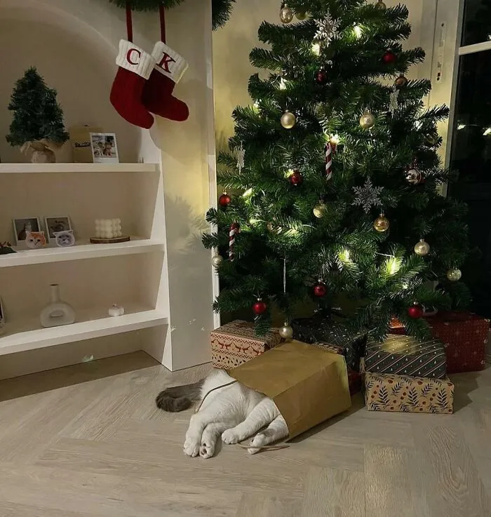 Лучший рождественский подарок.