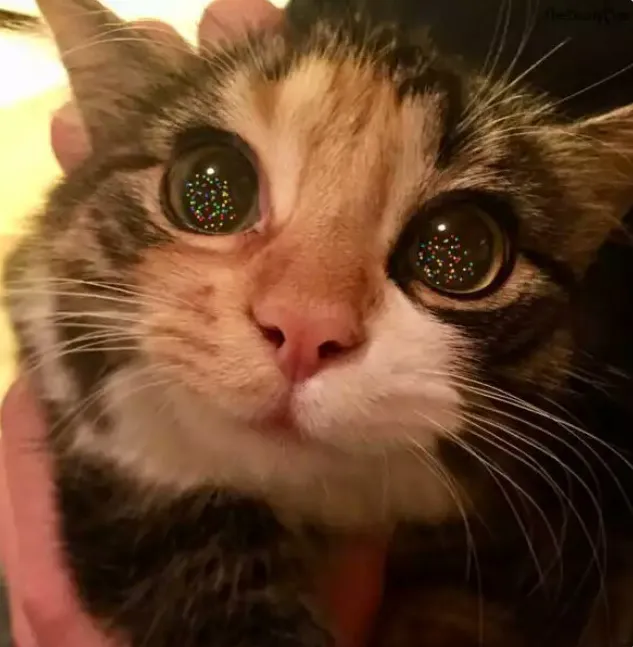 Кошечка впервые увидела украшенную ёлку.