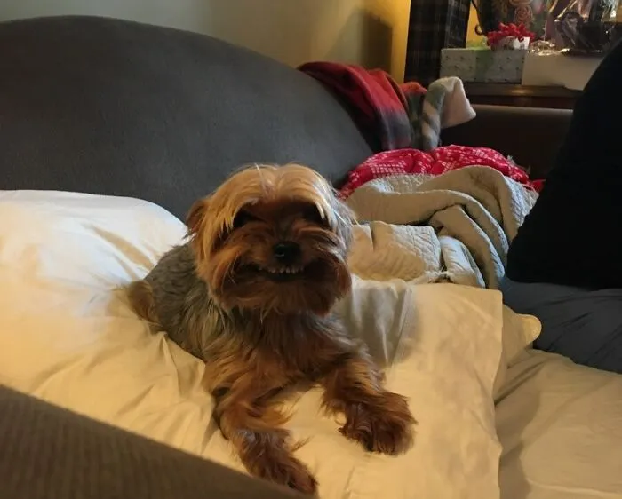 «Каждый год на Рождество собака моей сестры приветствует меня этой милой и пугающей улыбкой».