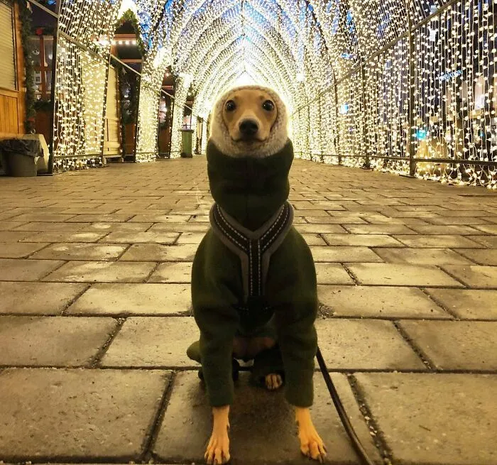 «Очаровательная девушка, освещённая рождественскими огнями».