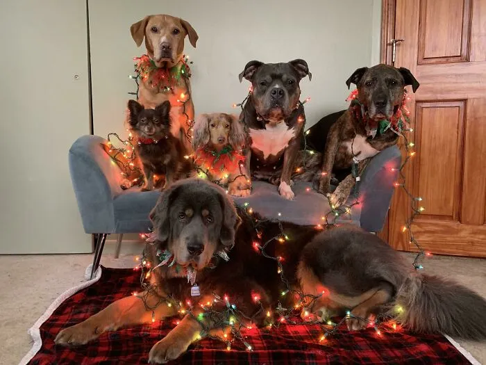 «Рождественская фотография этого года».