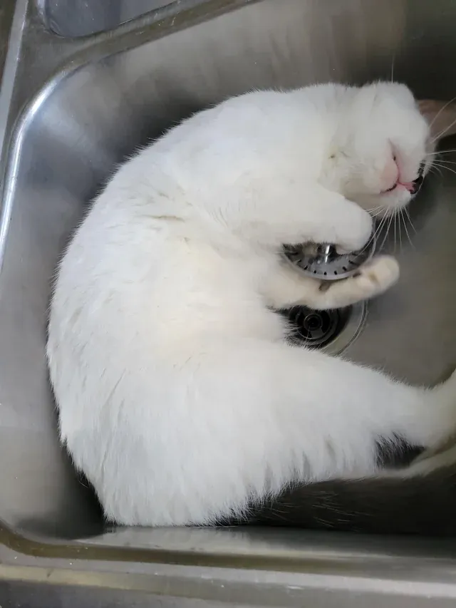 «Офисный кот Космо обожает ситечко для раковины».