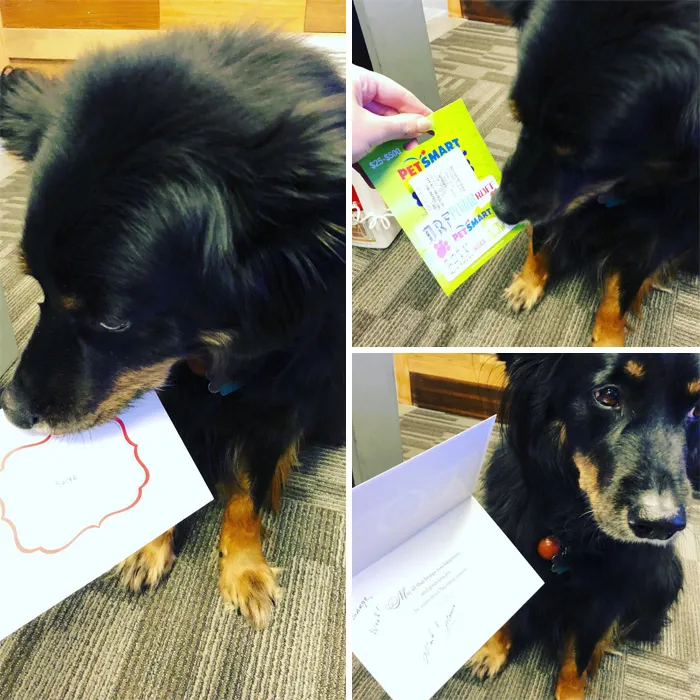 «Мой пёс ходит со мной на работу каждый день, и моё начальство дало ему рождественский бонус».