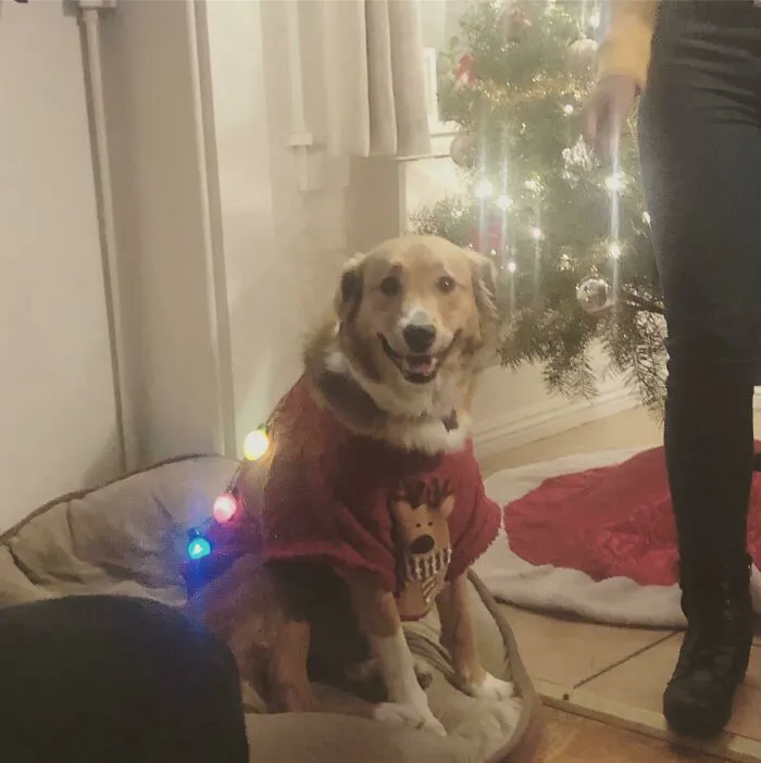 «Вы когда-нибудь влюблялись на рождественской вечеринке?»