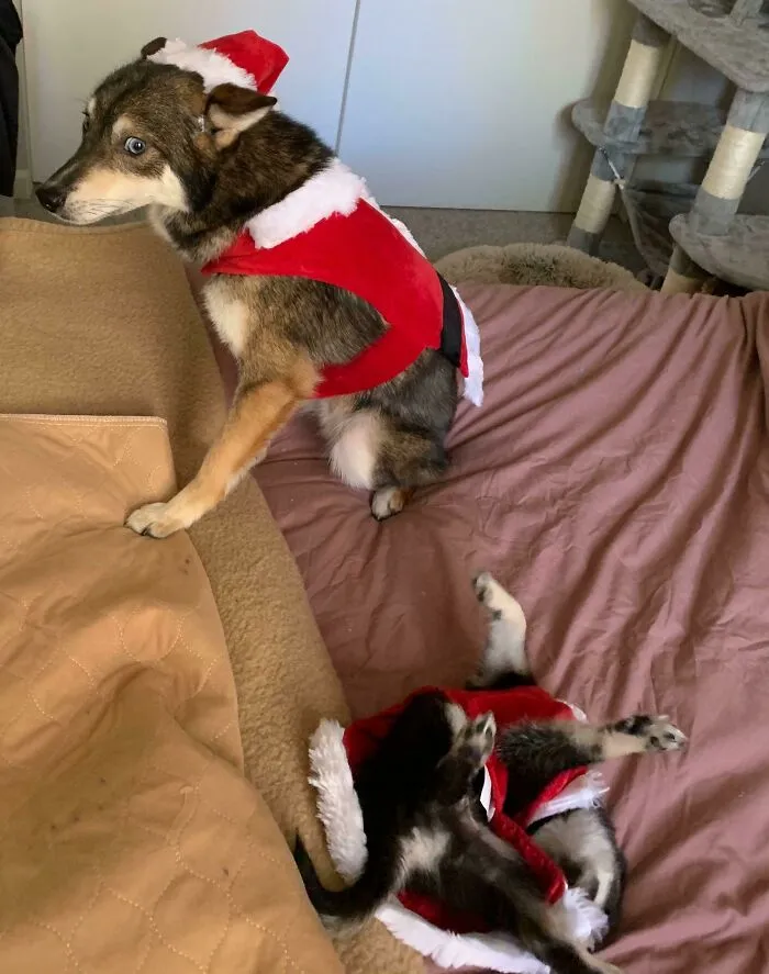 «Мы просто пытались сделать хорошие рождественские фотографии».