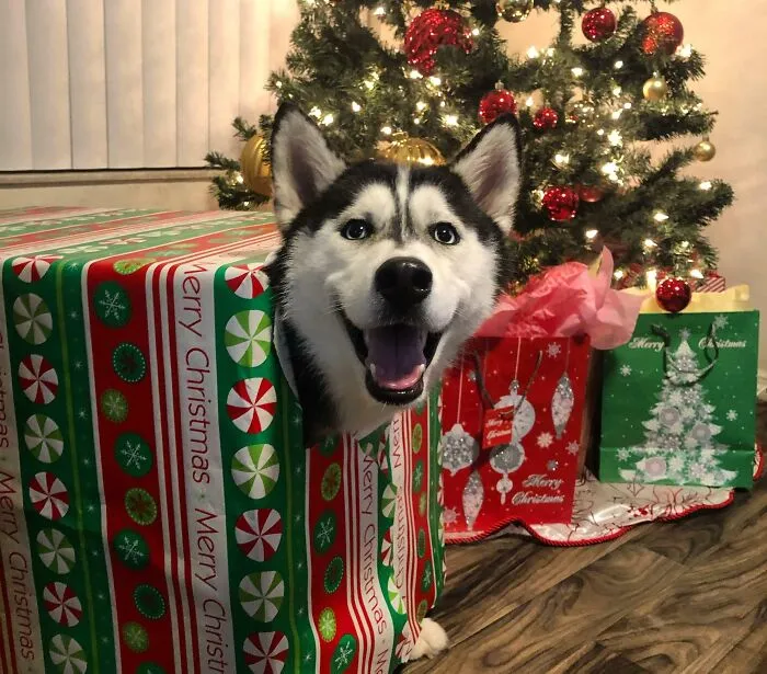 «Счастливого Рождества!»