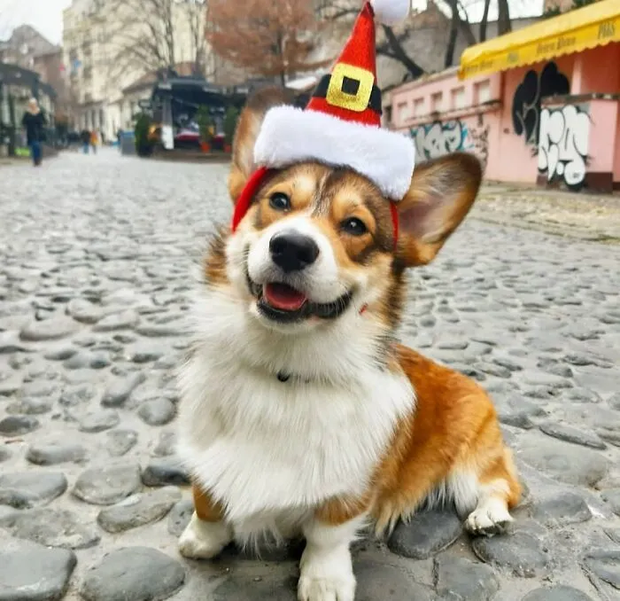 «Эдди желает вам счастливого Рождества».