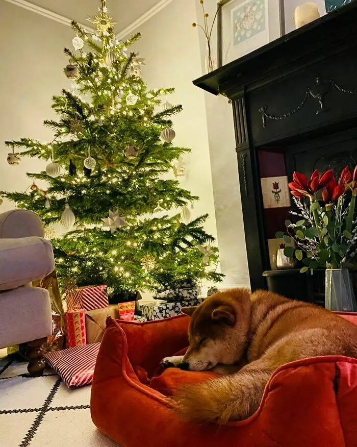 «Мечтая о рождественском ужине».