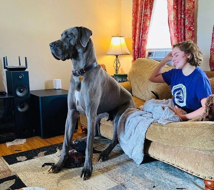 «Моя дочь смеется над Фрэнки за то, что он сидит на диване так же, как мы».