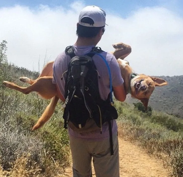 «Моя собака любит ходить в походы, но иногда она ленится».