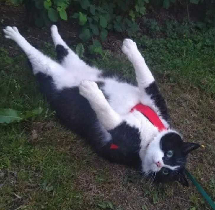 «Так мой кот показывает, что больше не хочет гулять».