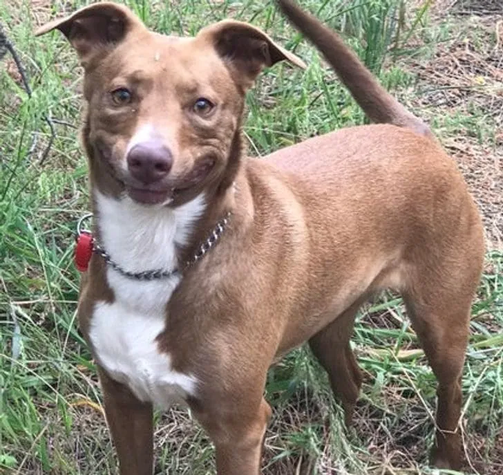 «Довольная улыбка моей собаки после пробежки».