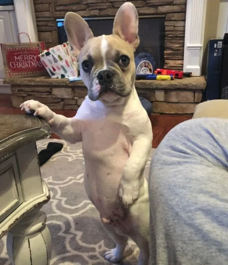 «Вот так мой бульдог выпрашивает вкусняшки».