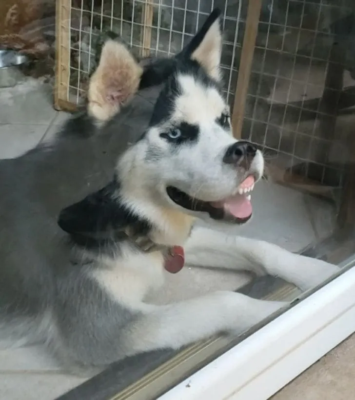 «Наш хаски любит подурачиться».