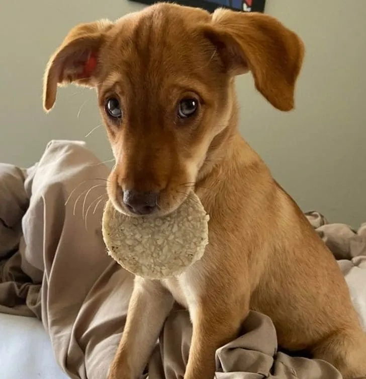 «Вы тоже не сможете спорить с этой милашкой, когда она похитит вашу еду».