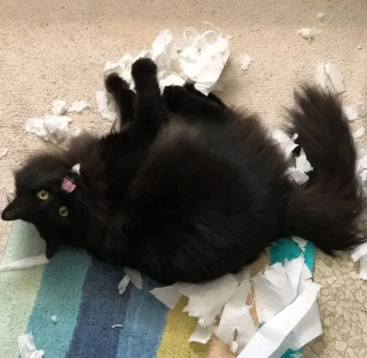 «Испортила рулон бумаги и довольна».