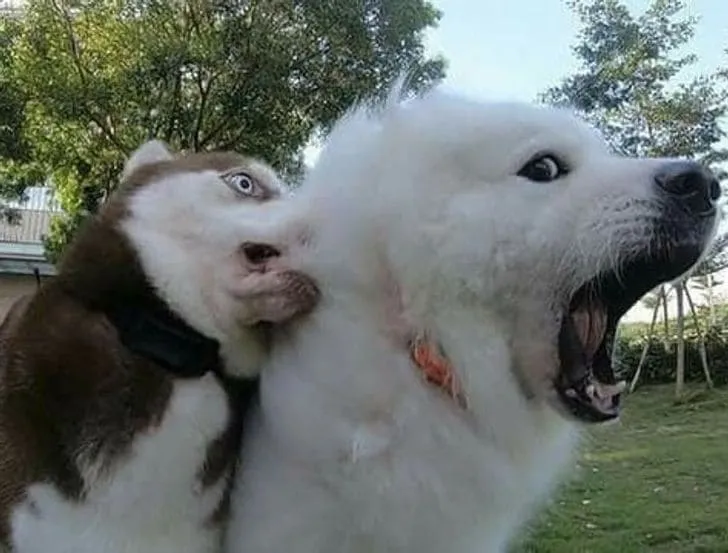 Трудно найти более удачную фотографию.