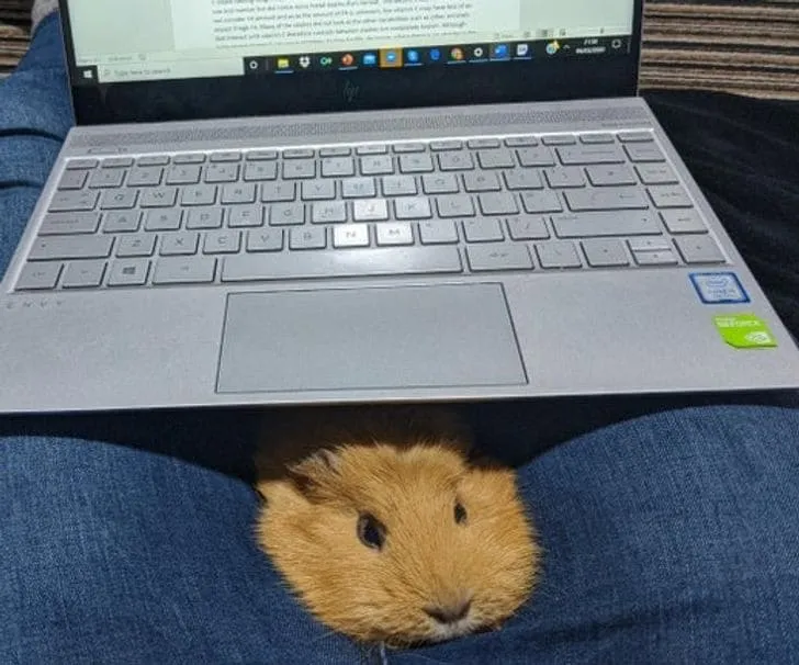 «Отвлекает меня от написания эссе».