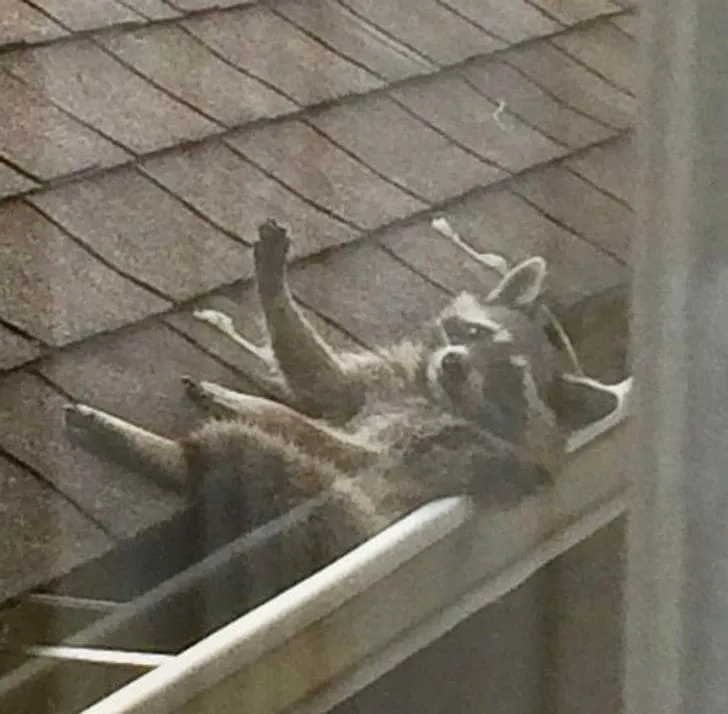 «Привет, человек».