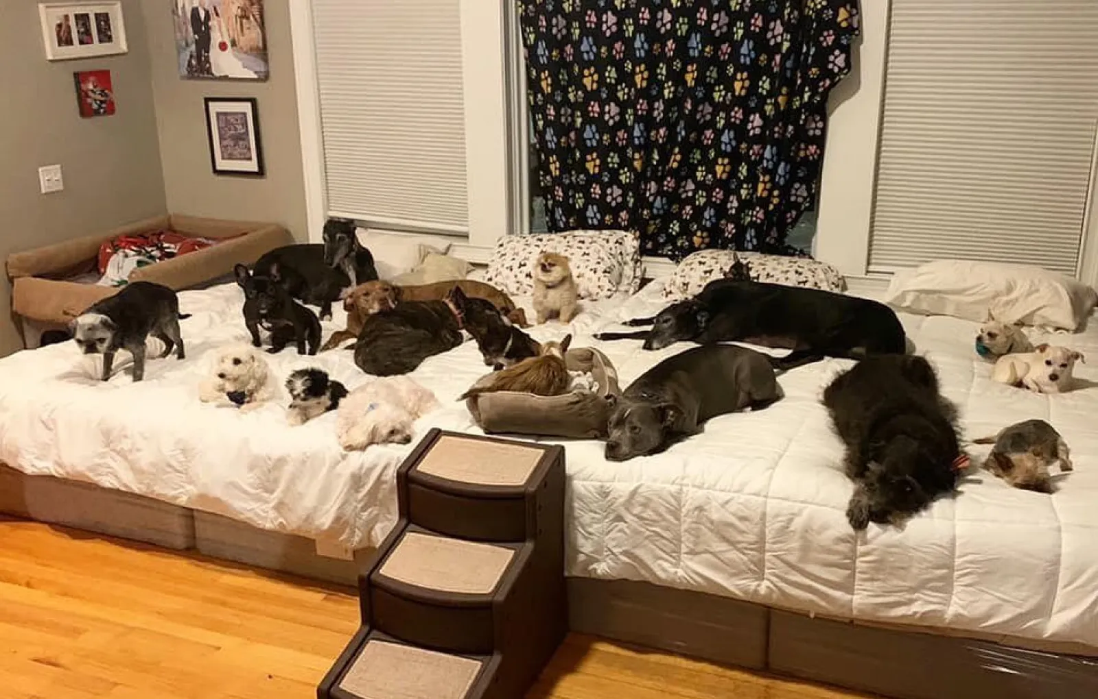 У пёсилей есть все, что им нужно: вкусная еда, огромная кровать, пандусы, мягкие коврики, игрушки и даже бассейн с массажем. 