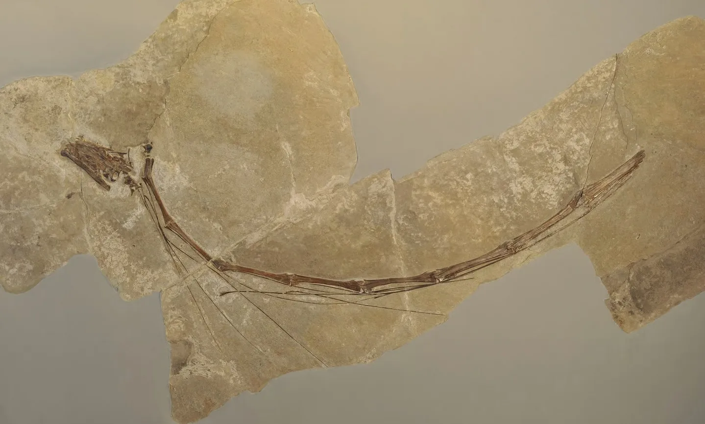 Голова и шея Tanystropheus, на которой видны следы укусов.