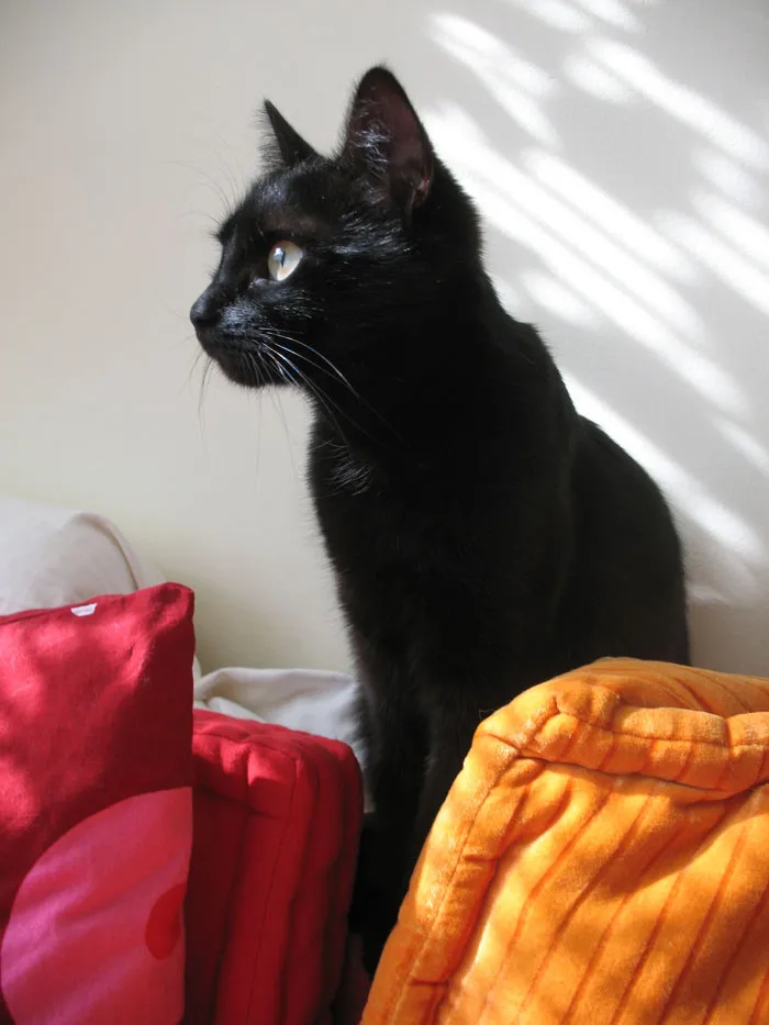 Согласно валлийскому фольклору черные кошки приносят в дом удачу.