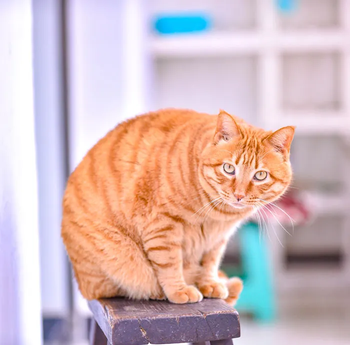 Ваша кошка узнает ваш голос, но большую часть времени просто игнорирует его.