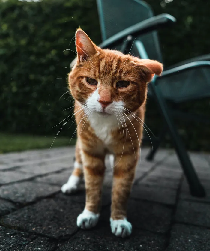 Самому старому коту в мире по кличке Крем Пафф было 38 лет и три дня. У того же хозяина был еще один кот Рекс Аллен, который прожил 34 года.