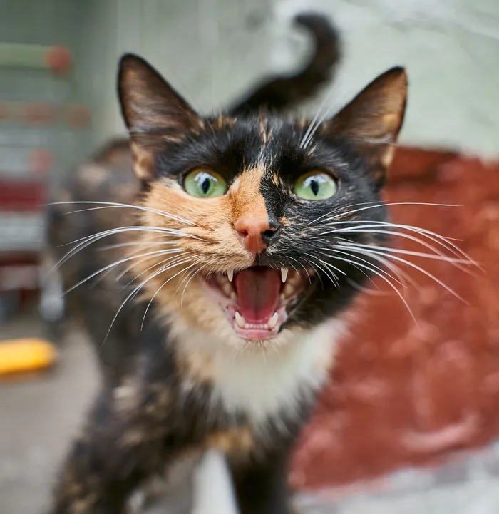 В основном взрослые кошки мяукают для общения с людьми и лишь изредка с другими животными.