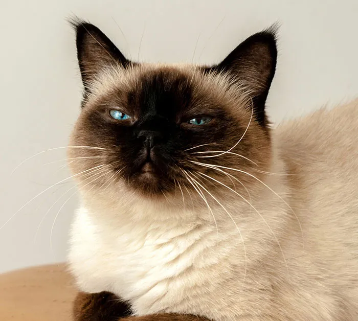 Цвет шерсти сиамских котят может меняться в зависимости от температуры тела. Все потому, что у них есть ген альбинизма, который активируется, когда температура тела слишком повышается. Если сиамский котенок живет в жарком климате, его шерсть останется светлой и не приобретет характерные темные пятна. 