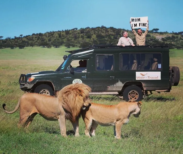 Львы, как и акулы, просто милые зверюшки.